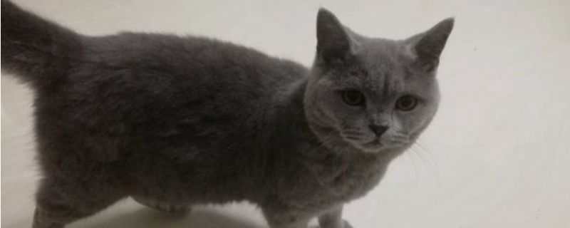 为何养猫男多是单身