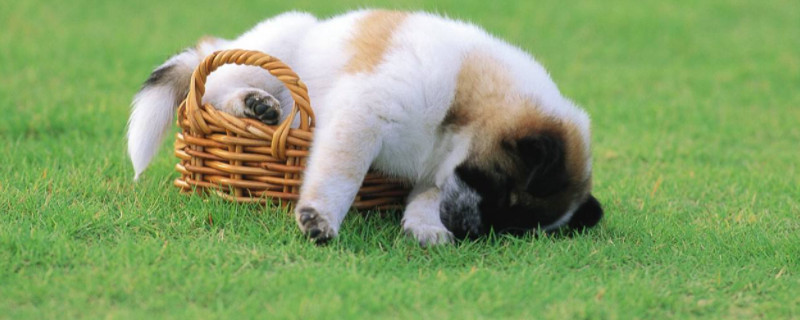 哈利犬怎么看纯不纯