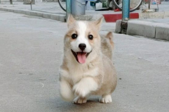 犬瘟会传染给人吗