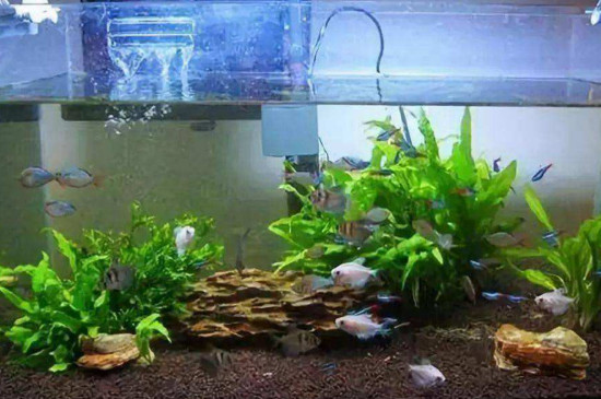 鱼缸水总是浑浊怎么处理