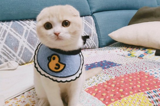 折耳猫发病症状