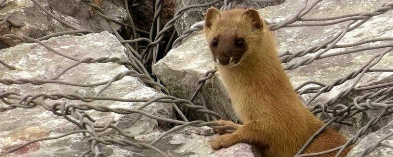 黄鼠狼可以养吗