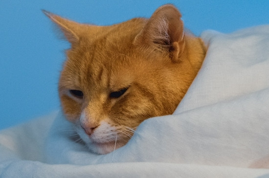 猫猫发出呼噜声是高兴还是不高兴