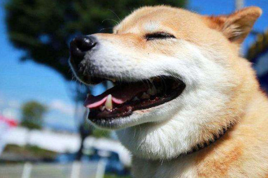 柴犬能吃香蕉吗
