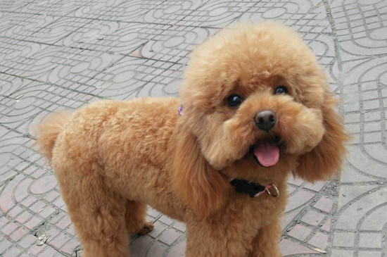 狗能吃猕猴桃吗