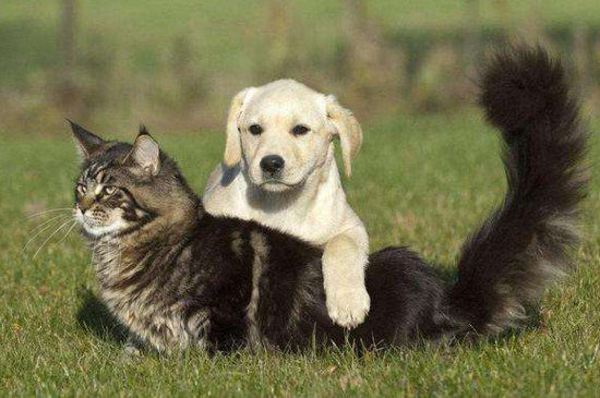 养狗简单还是养猫简单