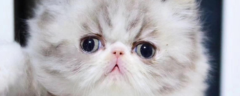 波斯猫不能吃什么食物
