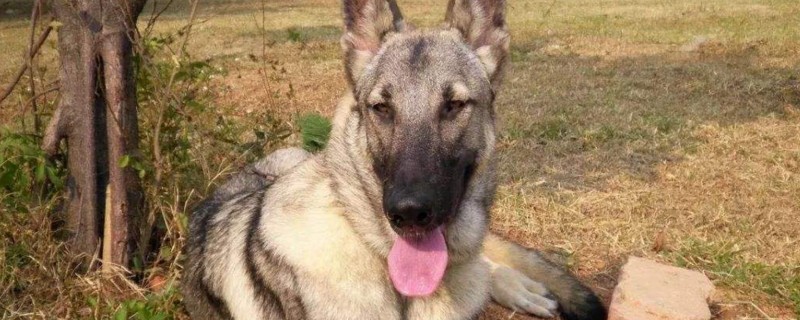 狼青和昆明犬区别