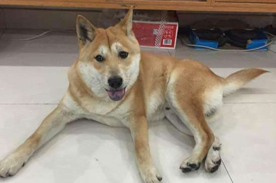 幼犬多久才会认主人
