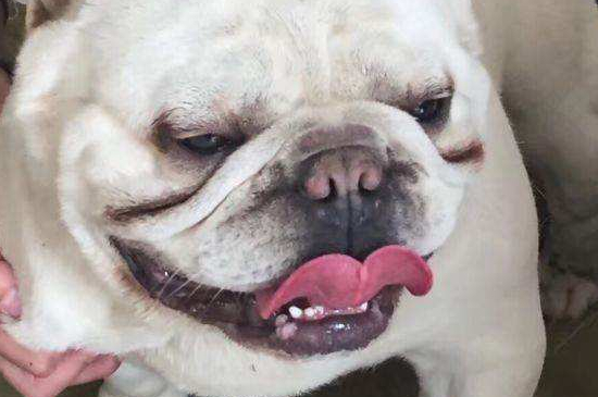 法斗幼犬怎么看品相，四步教你判断法斗品相好坏