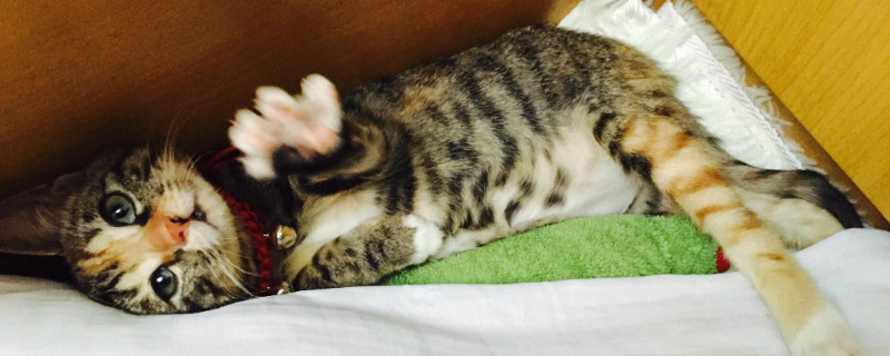 猫三联隔多久打一针
