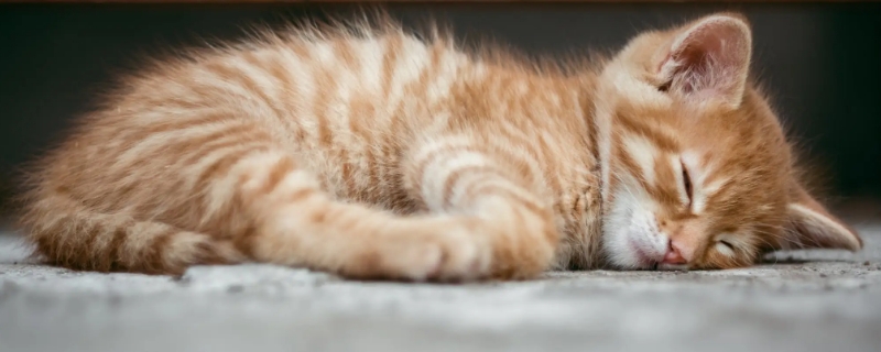 猫咪得了猫癣有什么症状