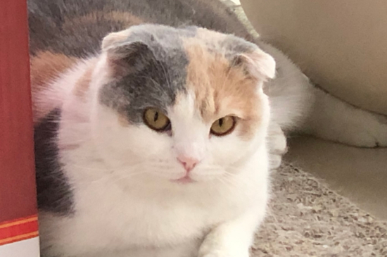 猫尾巴毛孔里都是黑点