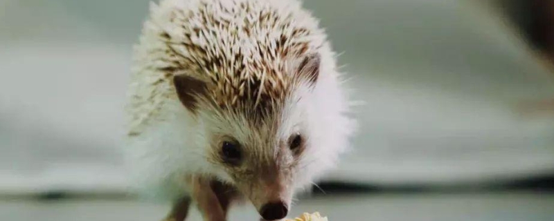 刺猬吃什么食物,怎么在家里养
