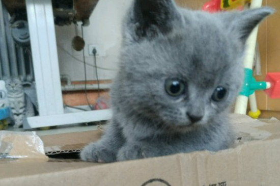 猫下眼皮边缘有黑结痂