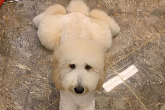 巨贵犬优点和缺点