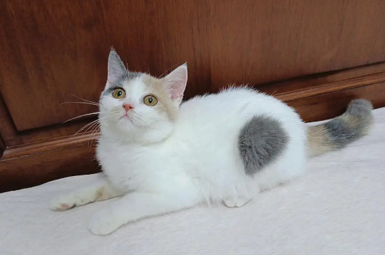 三花猫是什么品种