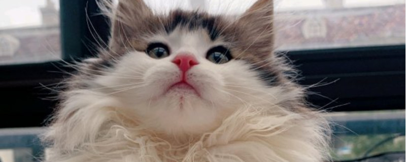 挪威森林猫价格多少钱一只，为什么这么贵