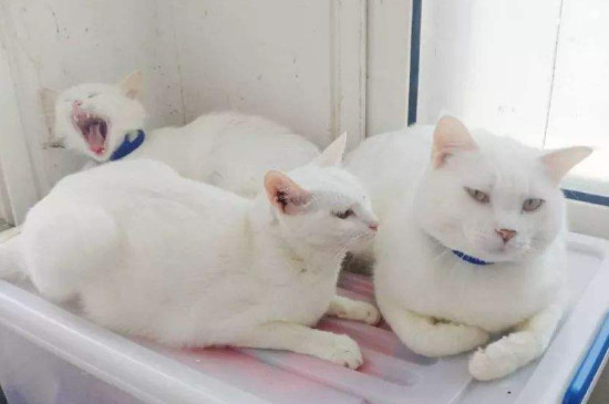 猫吃盐吃多了会怎么样