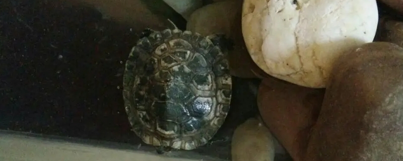 怎么判断乌龟是不是冬眠