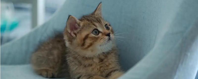 猫咪半夜蹭主人干嘛呢