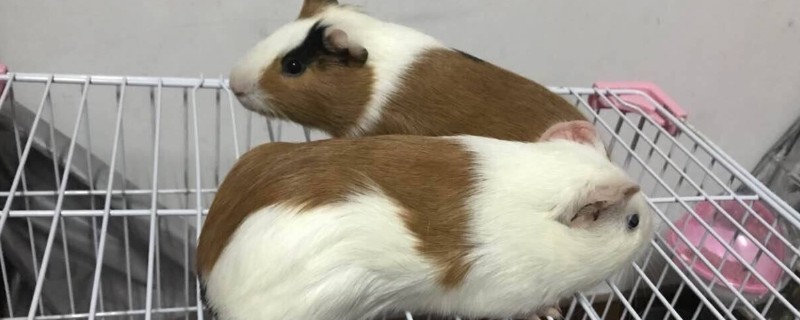 荷兰猪生产怎么处理