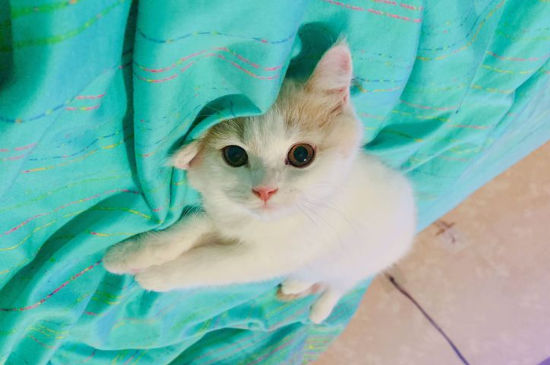 猫避孕药怎么吃