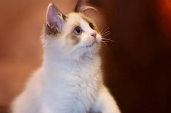 猫可以喝豆浆不