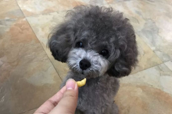 泰迪智商相当于人几岁