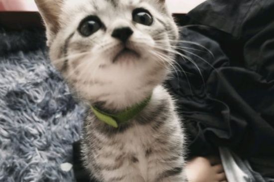 猫突然一惊一乍很害怕