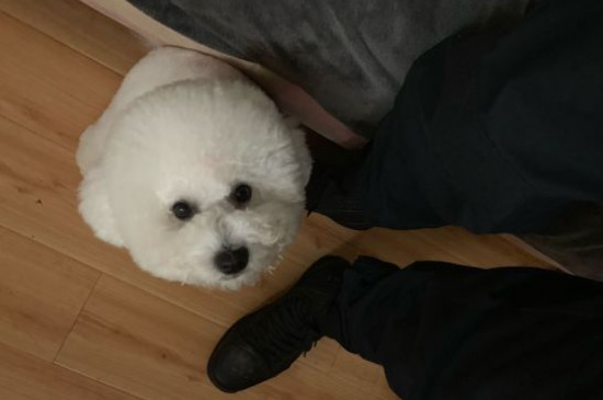 纯种比熊犬多少钱一只，纯种比熊价格1200-6500元
