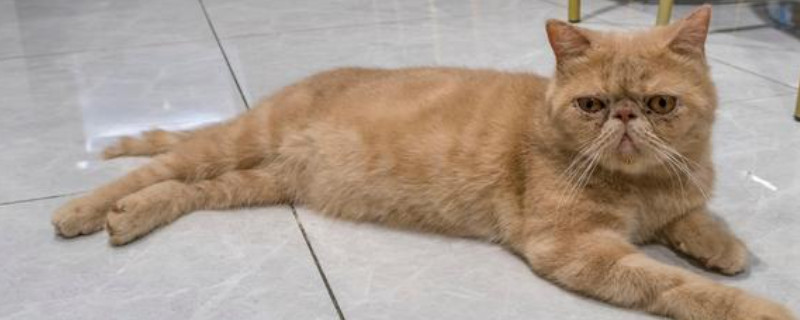 鳌拜猫是什么品种