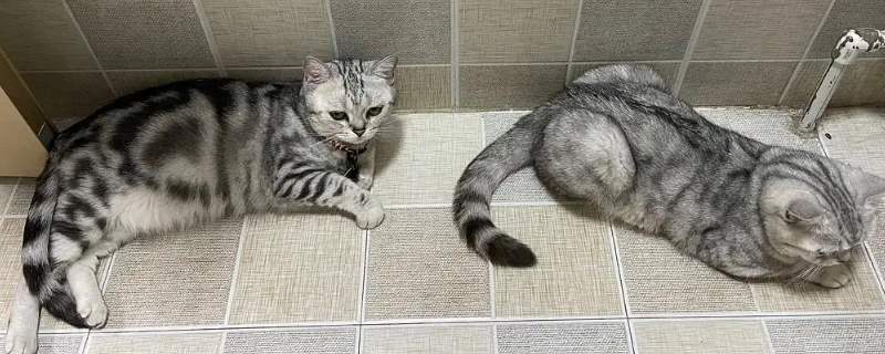 猫咪白天睡觉晚上闹腾怎么办