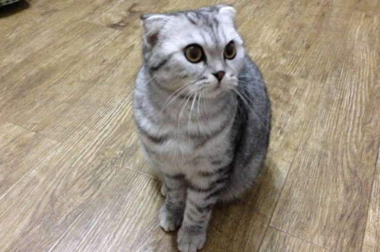 银渐层的猫品种是什么