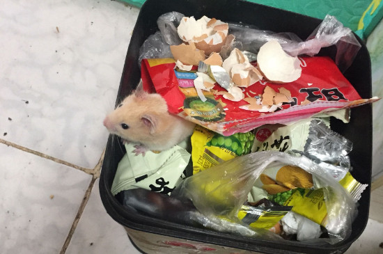 仓鼠有细菌吗