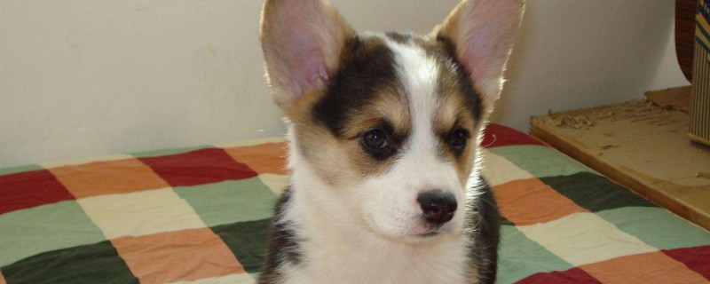 纯种柯基犬价格多少钱一只，正常柯基什么价钱