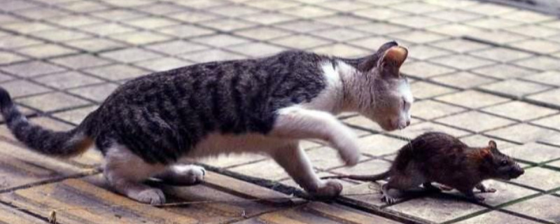 猫为什么会抓老鼠