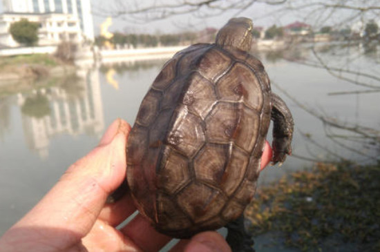 墨龟和中华草龟区别
