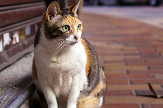 小猫眼睛流眼泪怎么回事