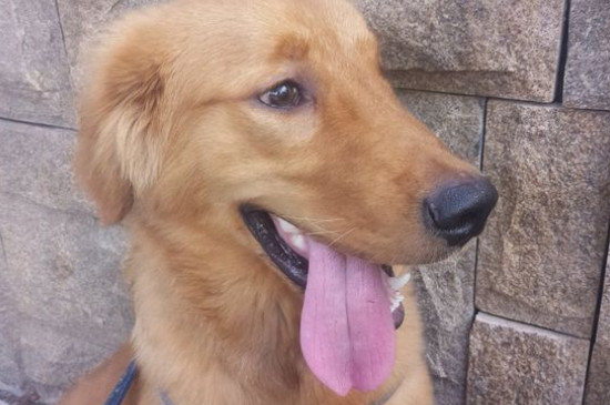 金毛犬吃什么