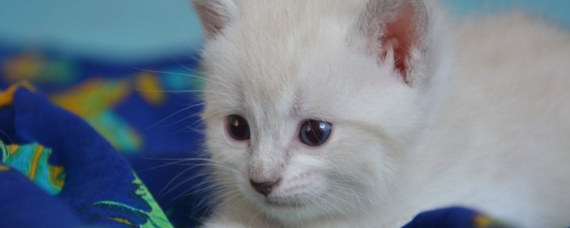 猫尿血怎么办，猫咪血尿能自己好么
