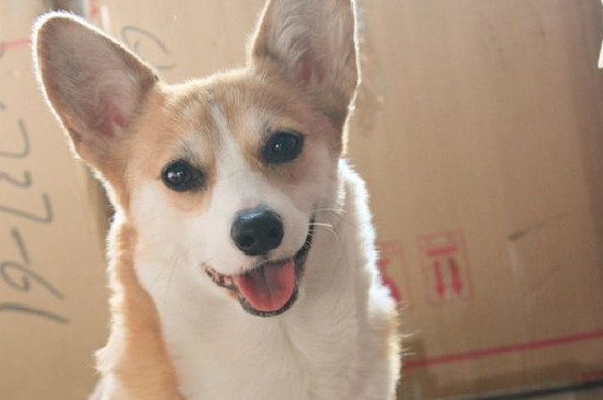 柯基犬好养吗