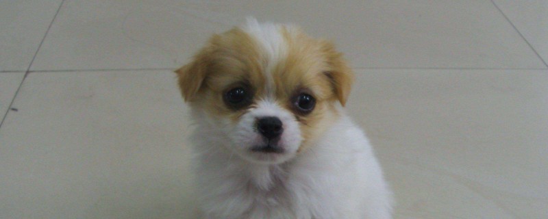 袖珍犬能活多久