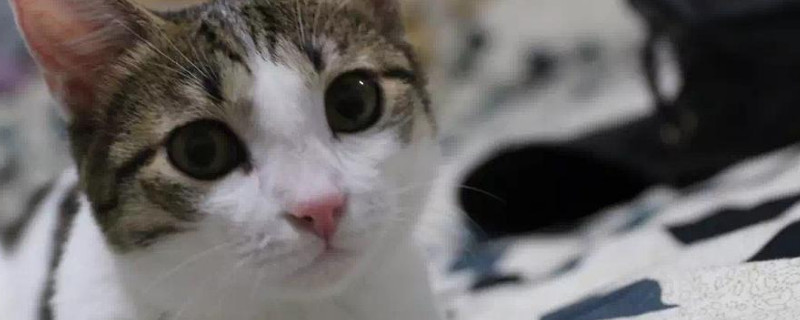 猫吃猫粮后呕吐怎么办