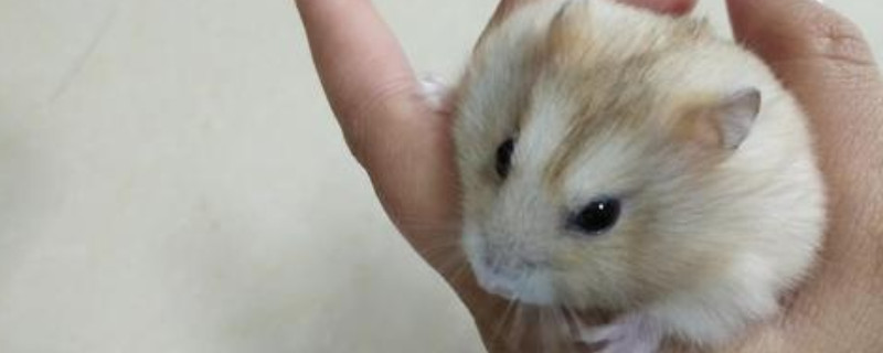 仓鼠能吃什么水果