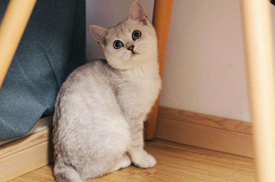 猫蹲门口不走什么征兆