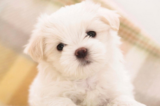 比熊犬掉毛吗