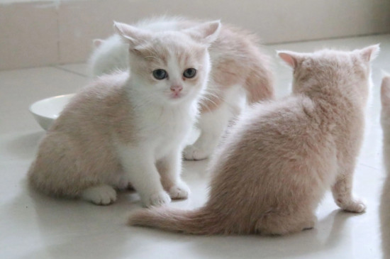 猫咪得了猫癣有什么症状