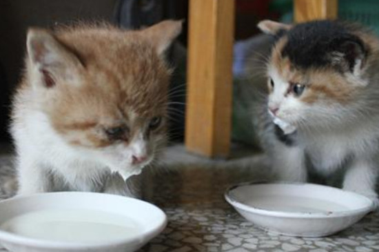 猫能不能喝牛奶