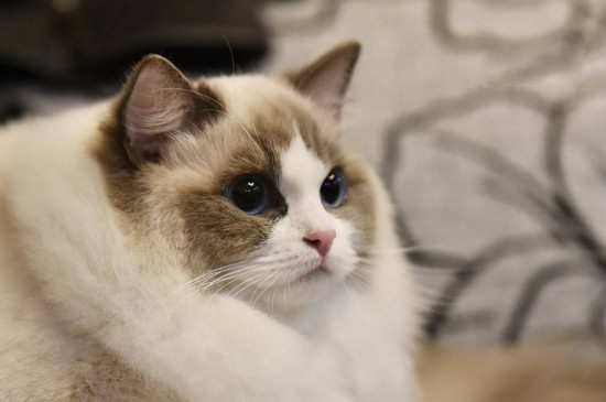 养布偶猫一个月的花费，没钱就真的别养布偶